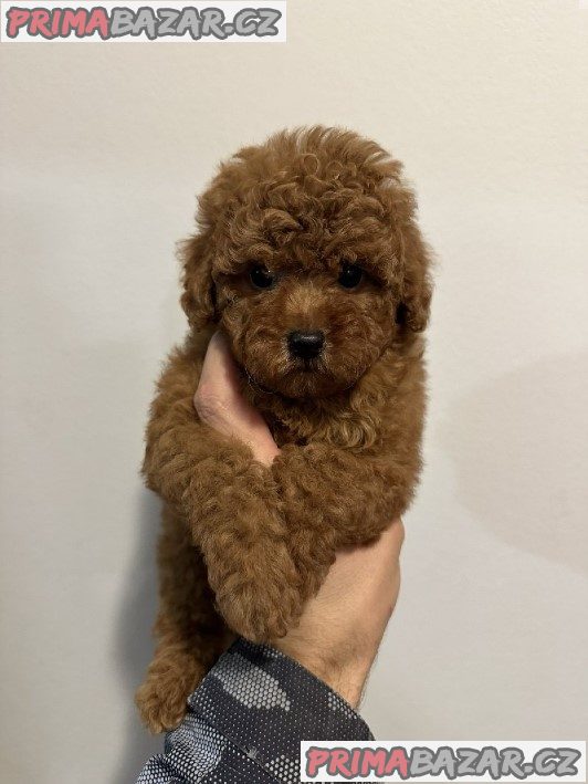 Mini red poodles! Mini red poodles!