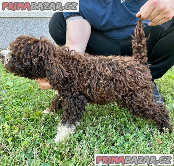 Lagoto Romagnola puppies available