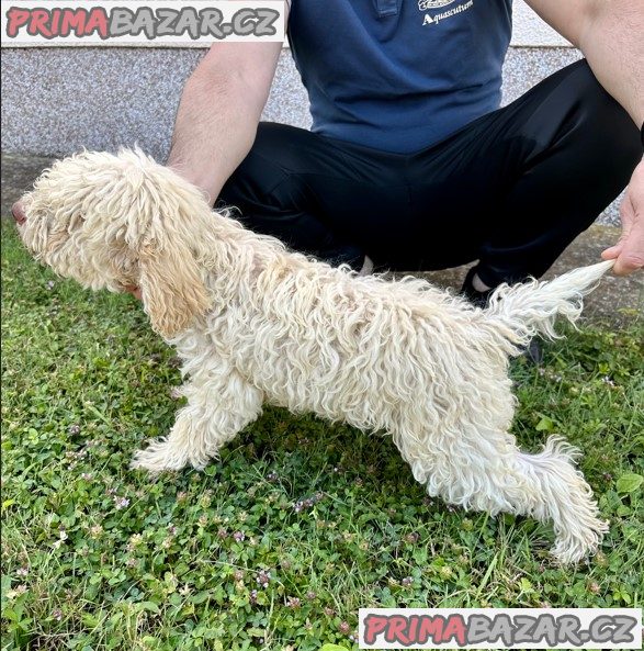 Lagoto Romagnola puppies available Lagoto Romagnola puppies available