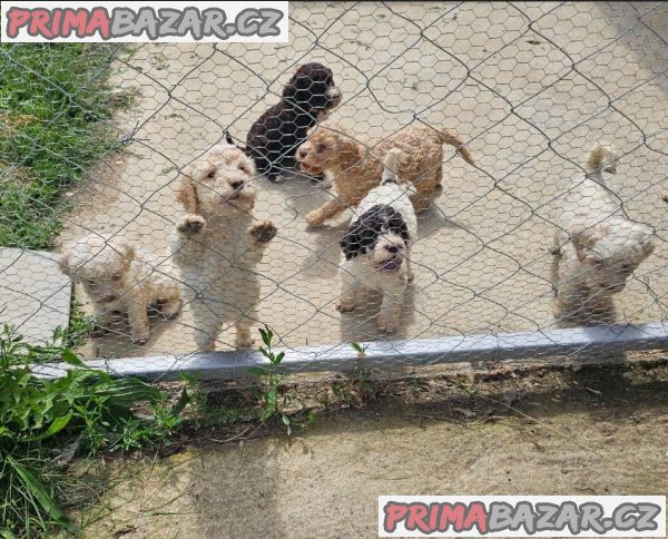Lagoto Romagnola puppies available Lagoto Romagnola puppies available