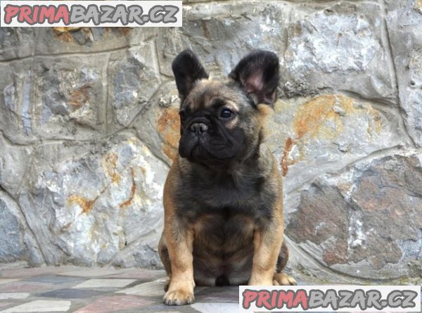 Nadýchaný francouzský buldoček
