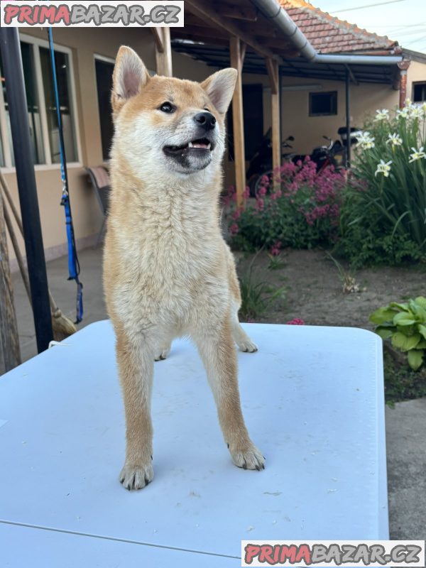 Champion litter of Shiba inu Champion litter of Shiba inu