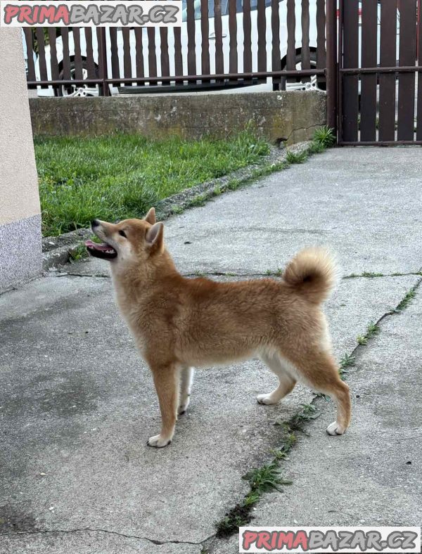 Champion litter of Shiba inu Champion litter of Shiba inu