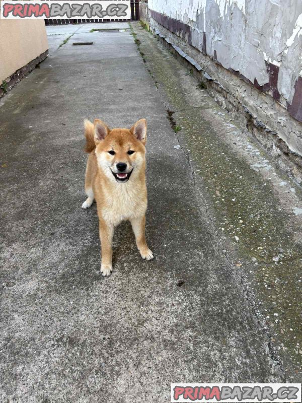 Champion litter of Shiba inu Champion litter of Shiba inu