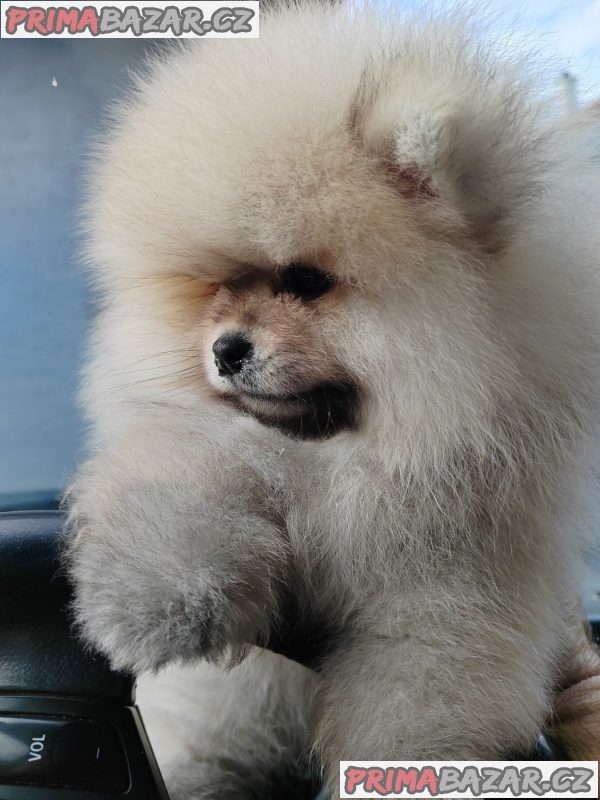 A beautiful bearish Pomeranian puppy A beautiful bearish Pomeranian puppy