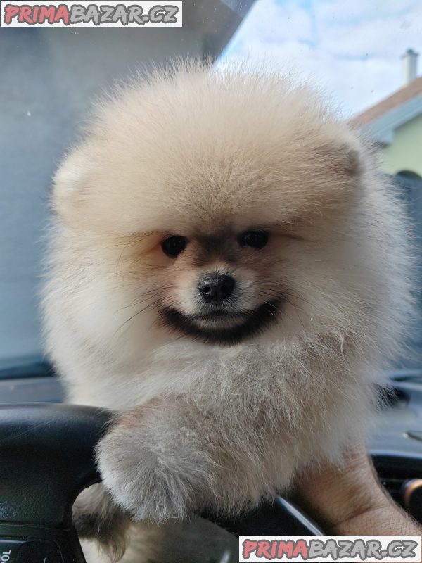 A beautiful bearish Pomeranian puppy A beautiful bearish Pomeranian puppy
