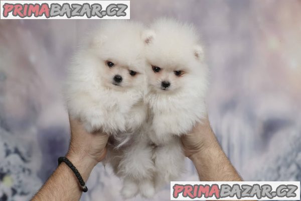 A beautiful bearish Pomeranian puppy A beautiful bearish Pomeranian puppy