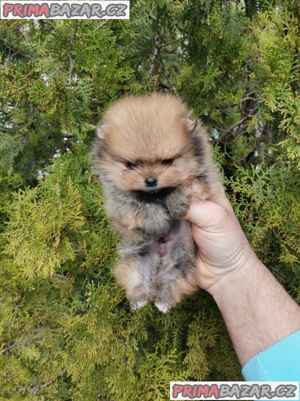 A beautiful bearish Pomeranian puppy A beautiful bearish Pomeranian puppy