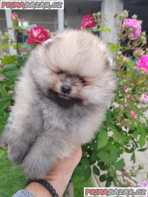 A beautiful bearish Pomeranian puppy