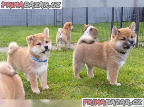 Prodám shiba inu s PP