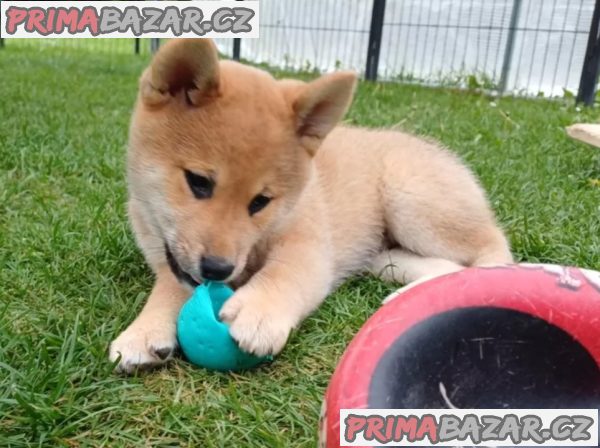 Prodám shiba inu s PP Prodám shiba inu s PP