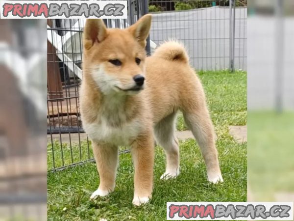 Prodám shiba inu s PP Prodám shiba inu s PP