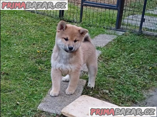 Prodám shiba inu s PP Prodám shiba inu s PP