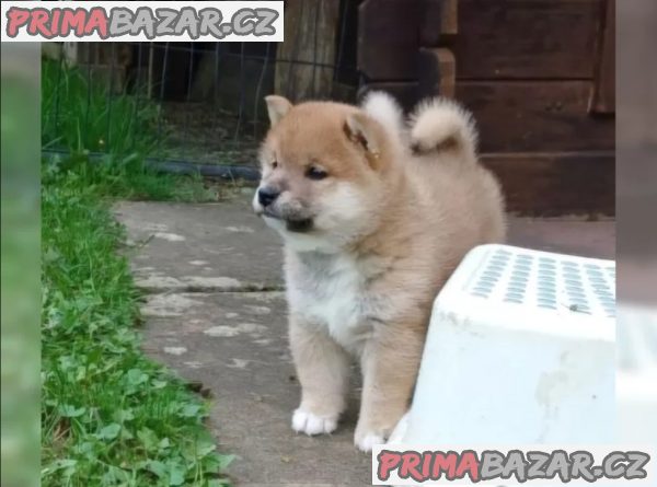 Prodám shiba inu s PP Prodám shiba inu s PP
