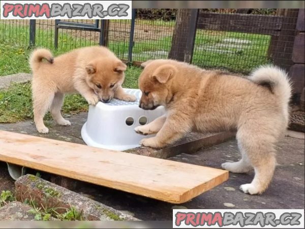 Prodám shiba inu s PP Prodám shiba inu s PP