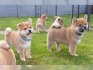 Prodám shiba inu s PP