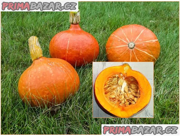 Tykev Hokkaido orange - semena