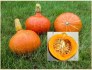 Tykev Hokkaido orange - semena