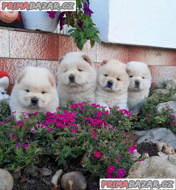 Chow Chow Chow