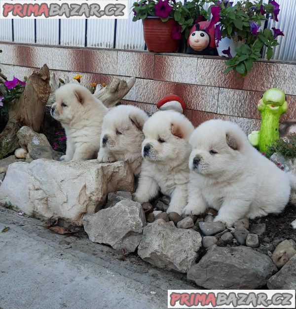 Chow Chow Chow Chow Chow Chow
