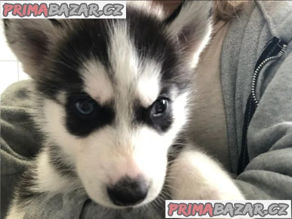 Sibiřský husky štěňátka