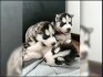 Sibiřský husky štěňátka