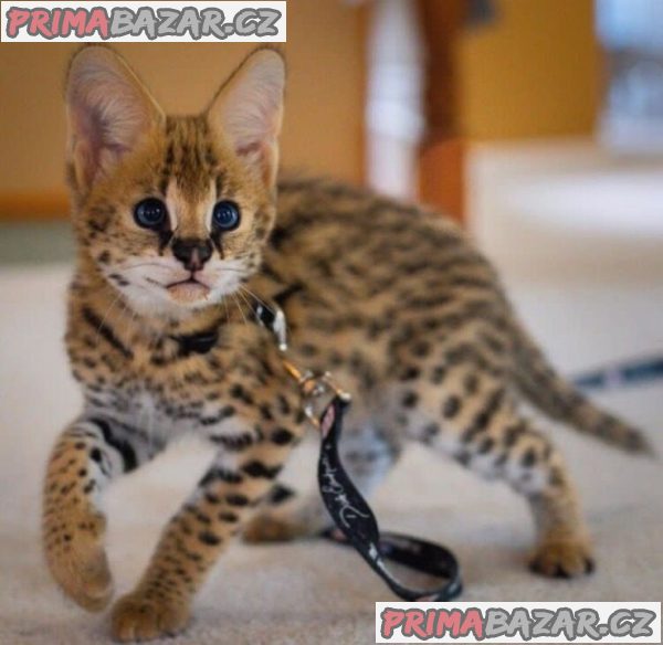 African Serval Kittens