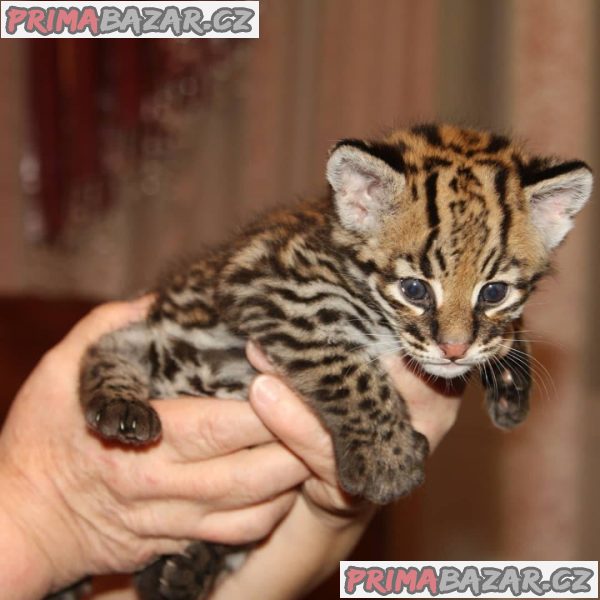 Ocelot Kittens