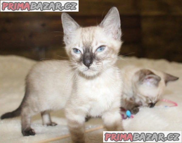Snow/Silver/Charcoal/Brown Bengal Kittens Snow/Silver/Charcoal/Brown Bengal Kittens