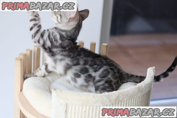 Snow/Silver/Charcoal/Brown Bengal Kittens Snow/Silver/Charcoal/Brown Bengal Kittens