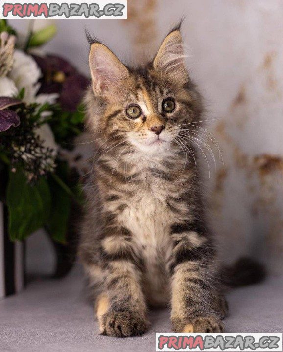 Maine Coon Kittens