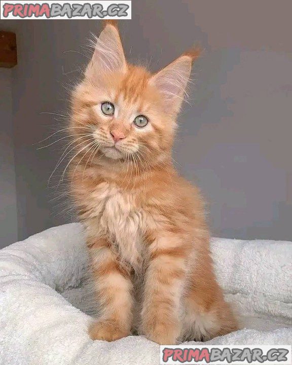 Maine Coon Kittens Maine Coon Kittens