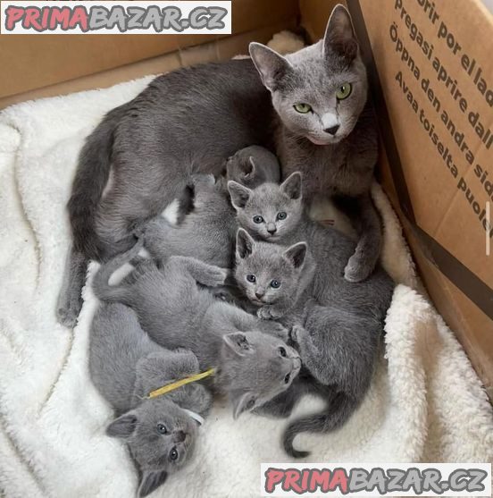Russian Blue Kittens Russian Blue Kittens