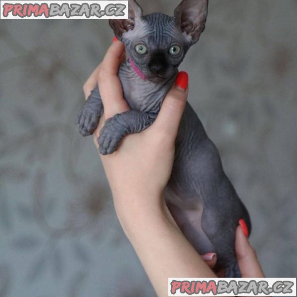 Sphynx Kittens Sphynx Kittens