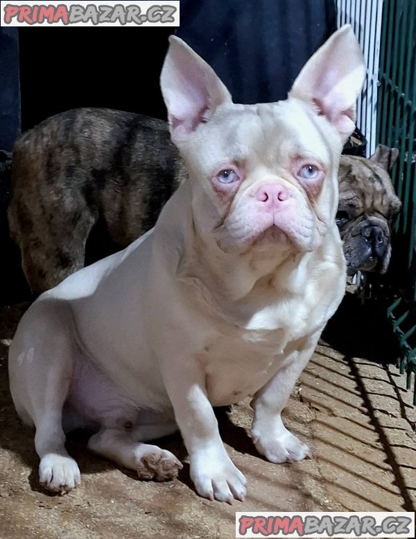 Pink Caramel French Bulldog