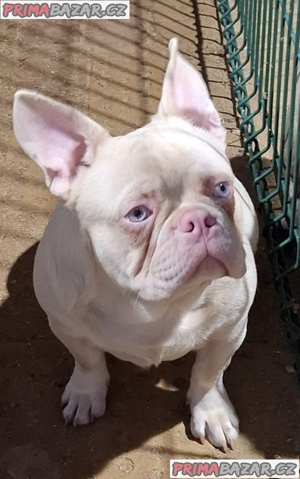 Pink Caramel French Bulldog Pink Caramel French Bulldog