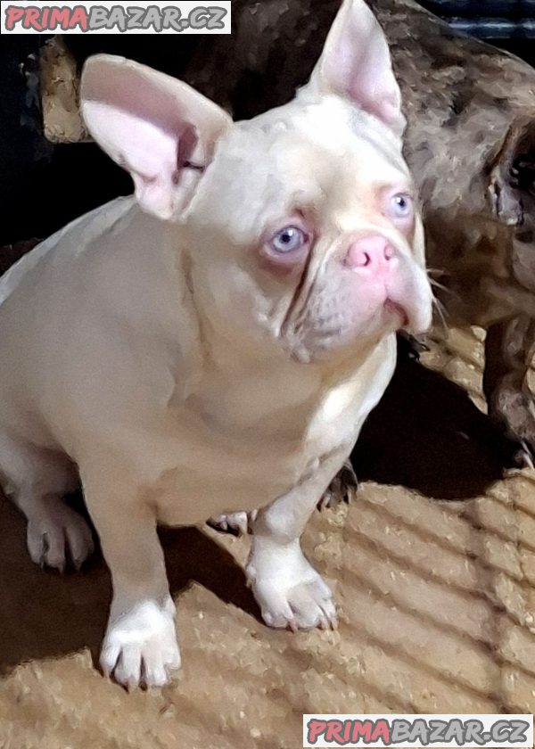 Pink Caramel French Bulldog Pink Caramel French Bulldog