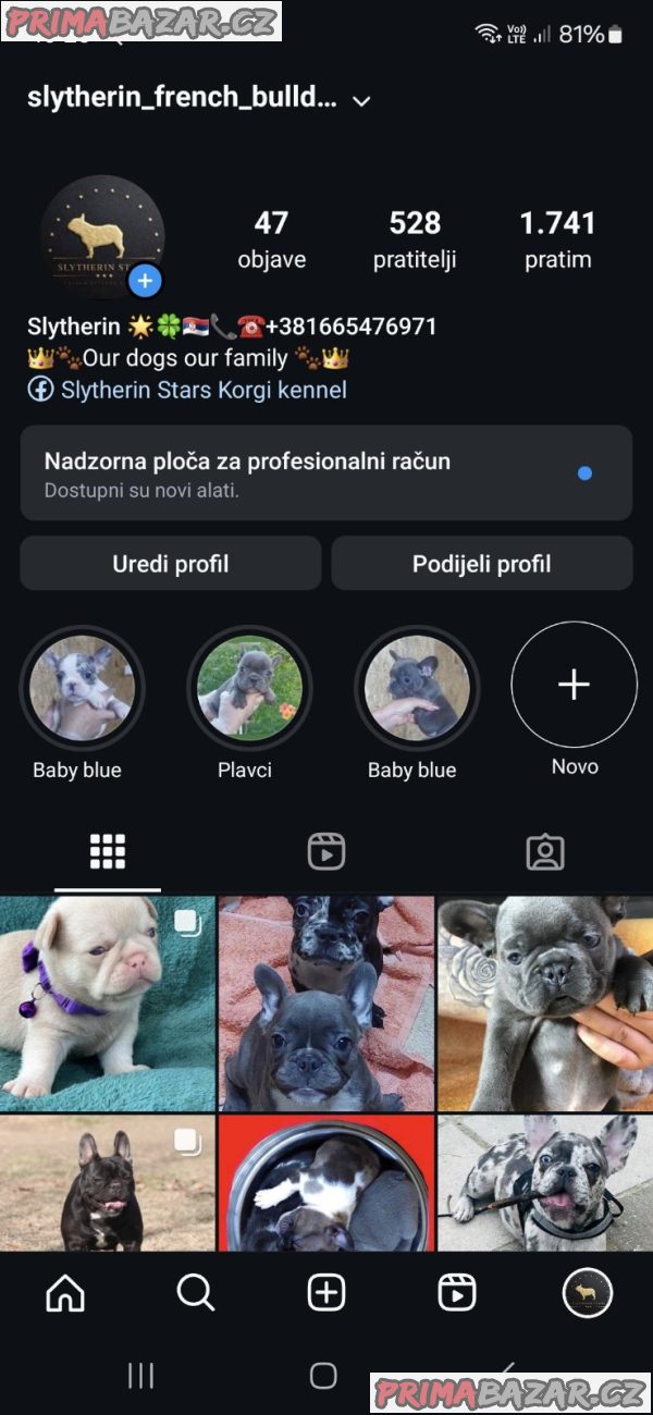 Pink Caramel French Bulldog Pink Caramel French Bulldog