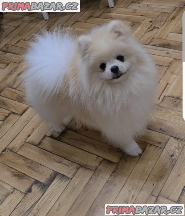 Pomeranian, krásná štěňata Boo