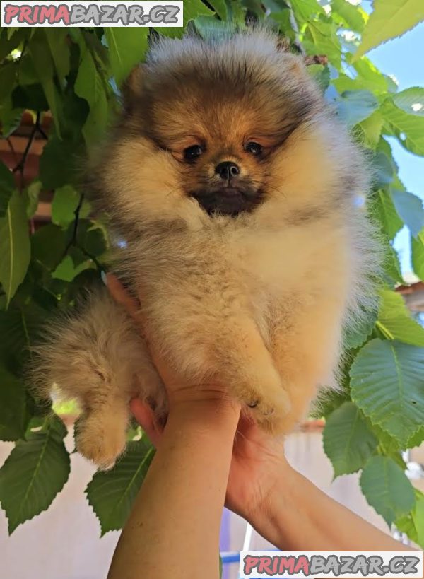Pomeranian, krásná štěňata Boo Pomeranian, krásná štěňata Boo