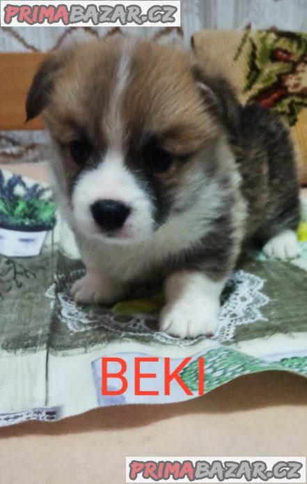 CORGI - PUPPIES for sale