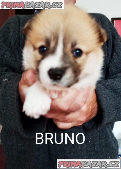 CORGI - PUPPIES for sale CORGI - PUPPIES for sale
