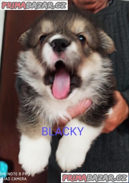 CORGI - PUPPIES for sale CORGI - PUPPIES for sale
