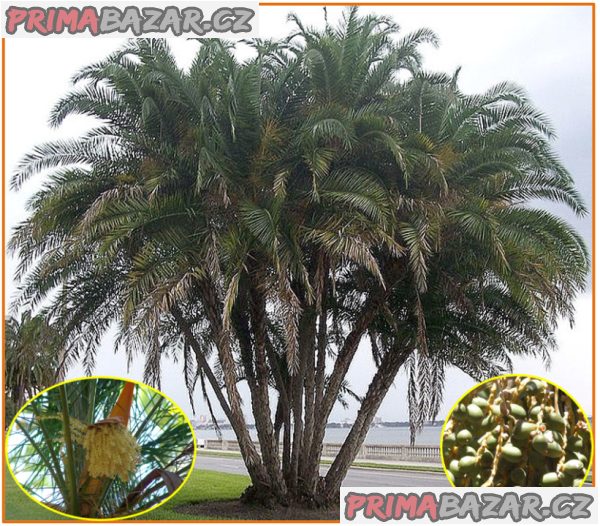 naklíčená semena  palma Phoenix reclinata