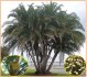 naklíčená semena palma Phoenix reclinata