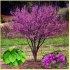 Cercis Chinensis - Zmarlika čínská - semena