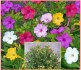 Sazenice Mirabilis Jalapa Nocenka mix barev