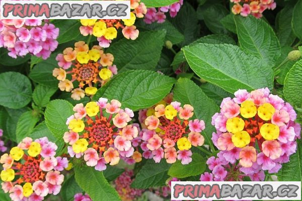 Lantana camara - Libora proměnlivá - semena