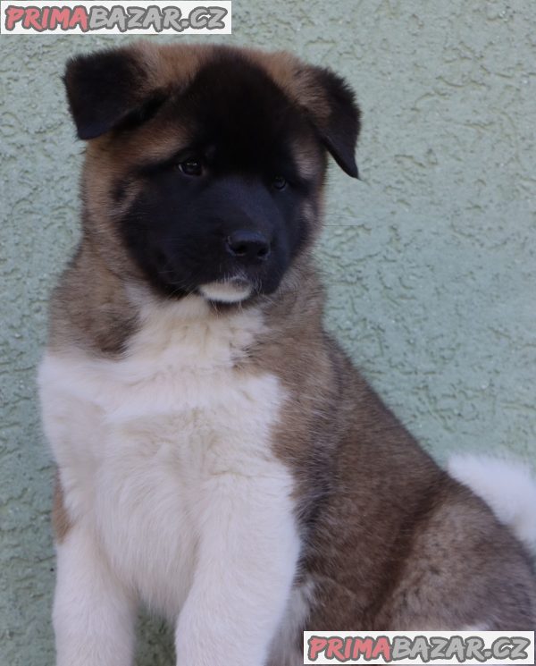 American Akita
