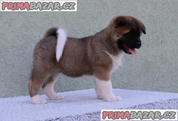 American Akita American Akita
